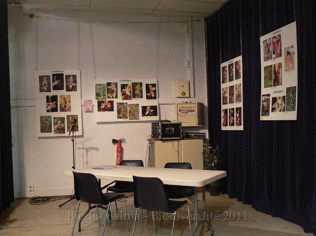 P1210354.JPG - Les orchidées du GMPAO