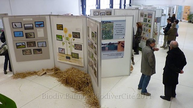 P1050641.JPG - Non loin des terres cultivées. La préservation de bonnes terres sur Balma et le Grand Toulouse est un des thèmes sur lesquels l'APCVEB milite  - Photo : Pascal Prel.