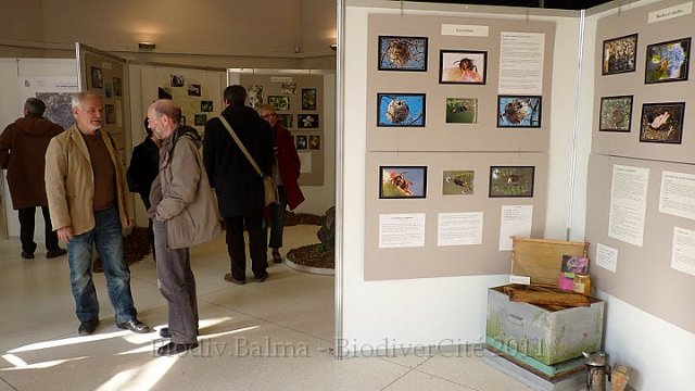 P1050648.JPG - Les apiculteurs balmanais nous ont prêté une ruche pour illustrer le monde des abeilles - Photo : Pascal Prel.