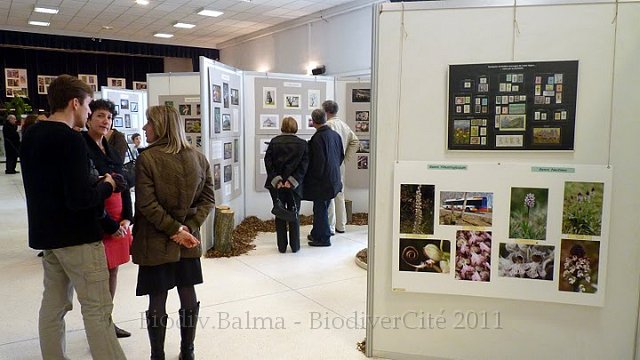 P1050651.JPG - Les orchidées, illustrées également par la collection de timbres de Gilles Salama  - Photo : Pascal Prel.