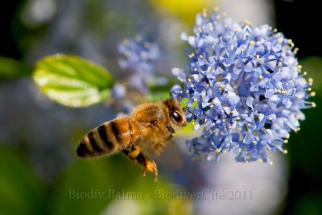 abeille_en_vol.jpg - Abeille en vol - Photo : François Granja