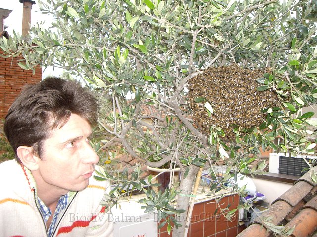 imgp1412.jpg - Essaim d’abeilles - Photo : "Abeillement vôtre"