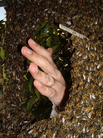 imgp3366.jpg - Main au milieu des abeilles - Photo : "Abeillement vôtre"
