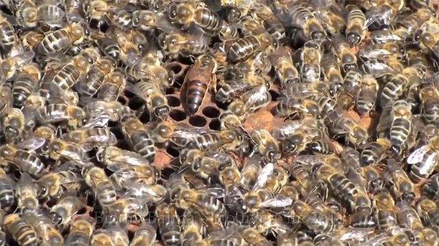 printemps7.jpg - Abeilles sur alvéoles - Photo :  "Abeillement vôtre"