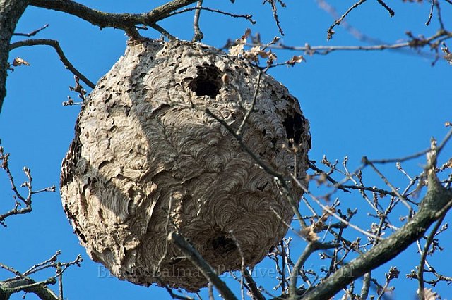 A62F8197.jpg - Ancien nid de frelons asiatiques  - Photo : Jean-Louis Mevel