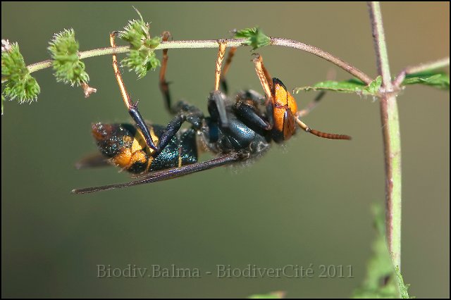 Frelon_asiatique_3.jpg - Frelon asiatiquee (vespa velutina) - Photo : François Granja