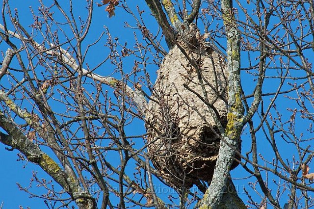 a62f8194-2.jpg - Ancien nid de frelons asiatiques  - Photo : Jean-Louis Mevel