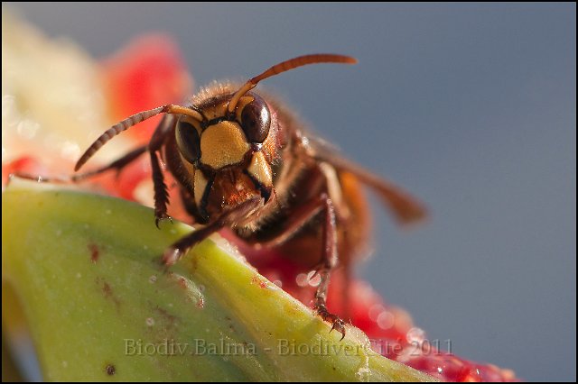 frelon_3.jpg - Frelon d'europe (vespa crabro) - Photo : François Granja