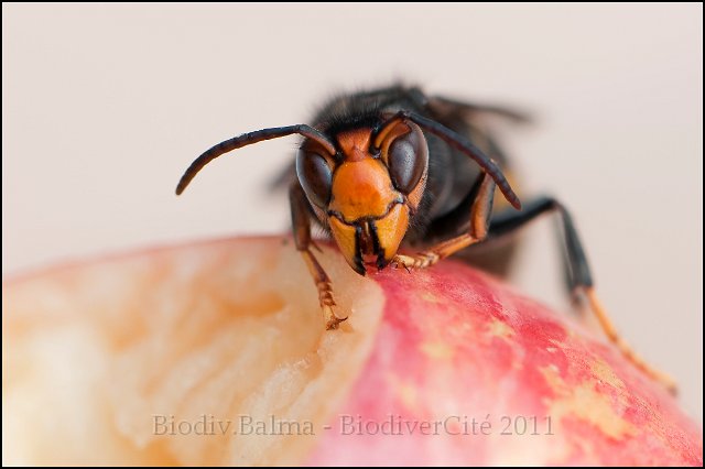 velutina-2.jpg - Frelon asiatiquee (vespa velutina) - Photo : François Granja