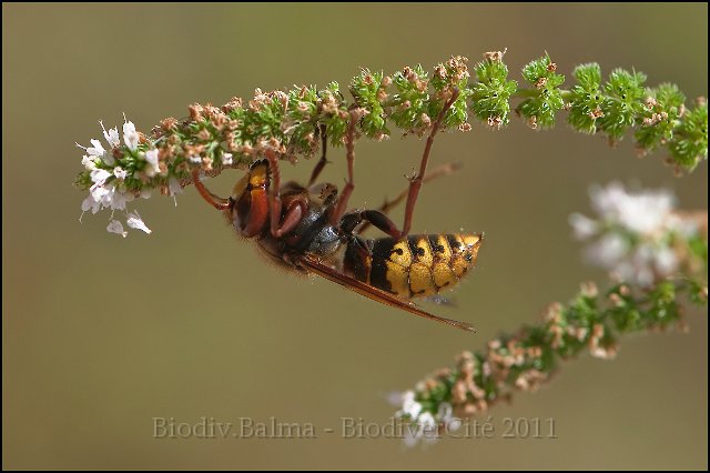 vespa_crabro.jpg - Frelon d'europe (vespa crabro) - Photo : François Granja