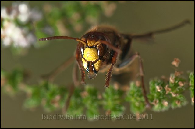 vespa_crabro_1.jpg - Frelon d'europe (vespa crabro) - Photo : François Granja