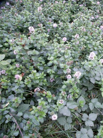 0611_GS_menthe_aqua.JPG - Menthe aquatique - Photo : Gilles Salama