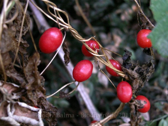 0967_GS_Bryone.JPG - La bryone : les fruits - Photo : Gilles Salama