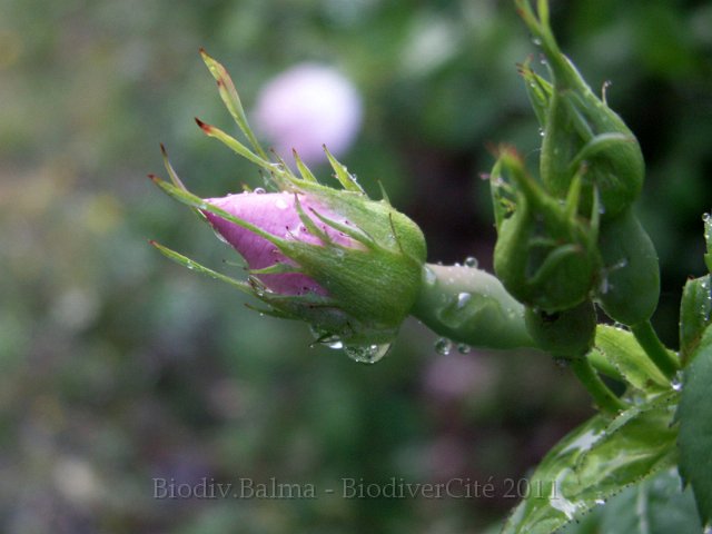 0970_GS_Eglantier.JPG - Eglantier : la fleur - Photo : Gilles Salama