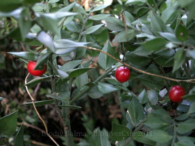 0971_GS_fragon.JPG - Fragon ou petit houx : les fruits - Photo : Gilles Salama