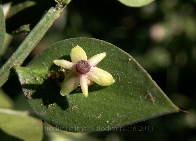 0972_GS_fragon.JPG - Fragon ou petit houx : la fleur - Photo : Gilles Salama