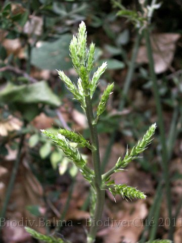 0973_GS_fragon.JPG - Fragon ou petit houx - Photo : Gilles Salama