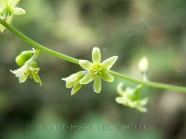 0974_GS_Tamier.JPG - Tamier : fleurs - Photo : Gilles Salama