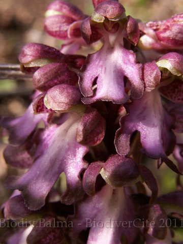 290308_031.JPG - Orchis géant (Barlia robertiana) - Photo : Gilles Salama