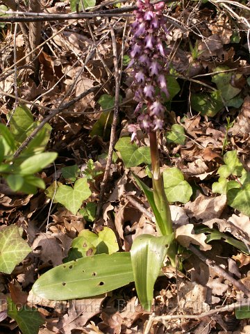290308_032.JPG - Orchis géant (Barlia robertiana) - Photo : Gilles Salama