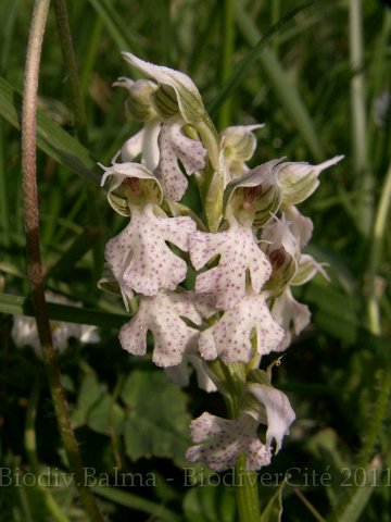 Lactea015.JPG - Orchis lacté (Neotinea lactea) - Photo : Gilles Salama