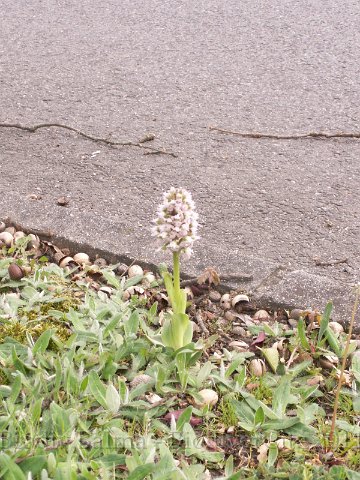 Lactea04.JPG - Station d'orchis lacté proche de la Mairie - Photo : Gilles Salama