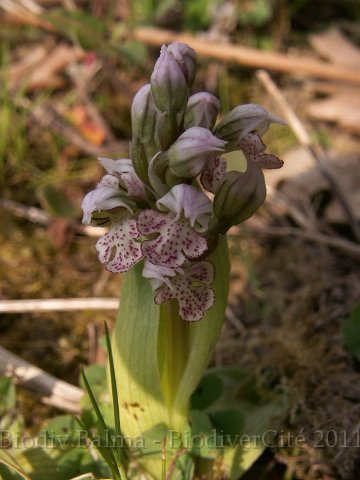 Lactea2.JPG - Orchis lacté (Neotinea lactea) - Photo : Gilles Salama