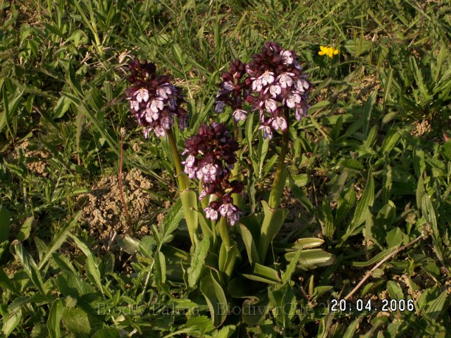 Pourpre006.JPG - Orchis pourpre - Photo : Gilles Salama
