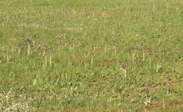 pourpre_station.JPG - Orchis pourpre : station en arrière de la mairie - Photo : Gilles Salama