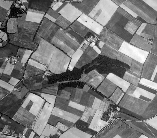 linasse1960.jpg - Berges de la Linasse en 1960 - Photo : IGN