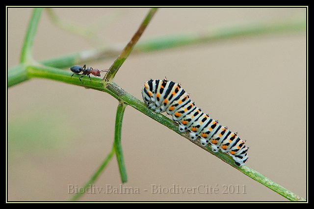 2_chenille_machaon.jpg - Chenille du machaon - Photo : François Granja