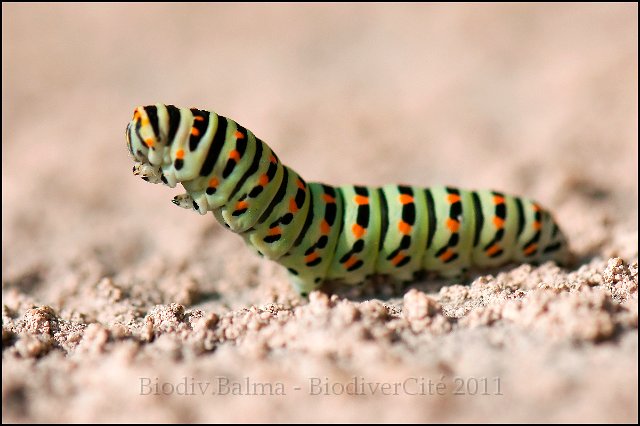 3_Derniere_seance_bronzage.jpg - Dernière séance de bronzage - Photo : François Granja