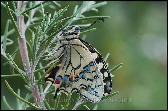 5_eclosion_machaon.jpg - Eclosion du machaon - Photo : François Granja
