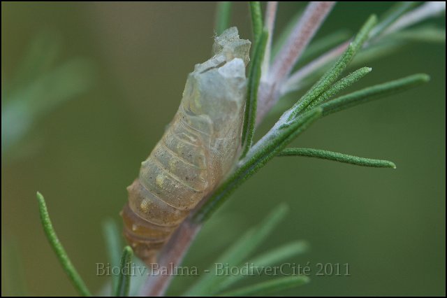 6_chrysalide_abandonnee.jpg - Chrysalide abandonnée - Photo : François Granja