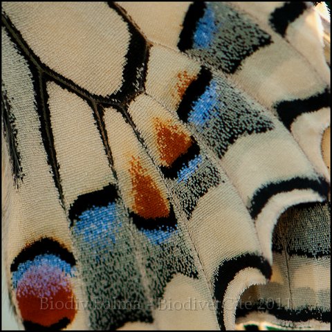 9_carre_de_soie.jpg - Carré de soie - Photo : François Granja