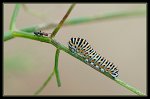 2_chenille_machaon