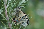 5_eclosion_machaon