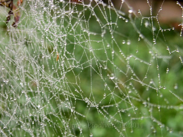 005PetitBois.jpg - Photo : Gilles Salama