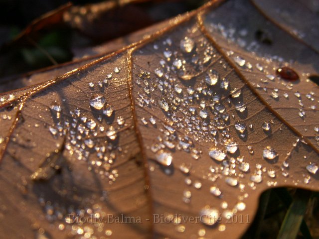 021PetitBois.jpg - Photo : Gilles Salama