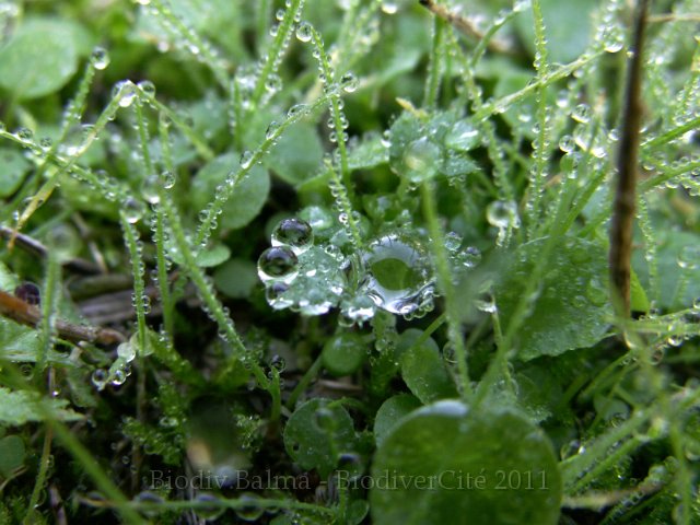 033PetitBois.jpg - Photo : Gilles Salama