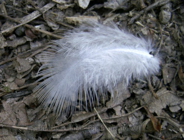 033archeveques.jpg - Photo : Gilles Salama