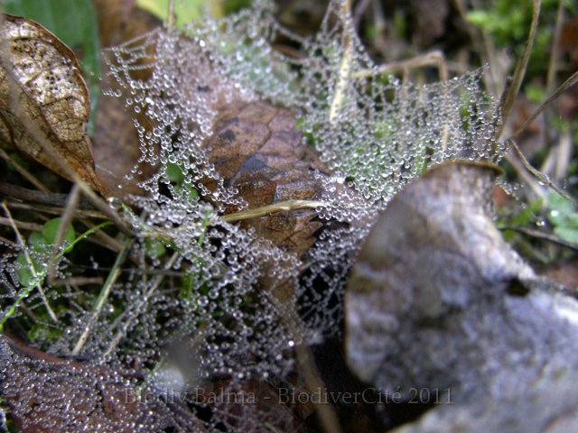 035PetitBois.jpg - Photo : Gilles Salama