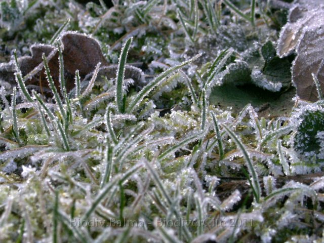 043Bois.jpg - Photo : Gilles Salama