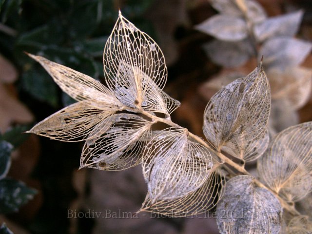 047Bois.jpg - Photo : Gilles Salama