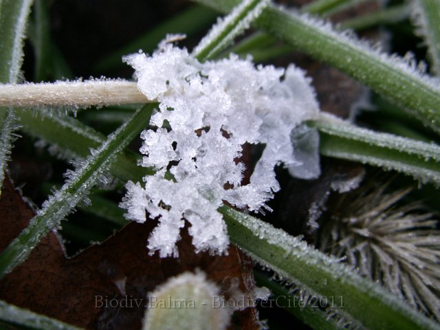 064Bois.jpg - Photo : Gilles Salama