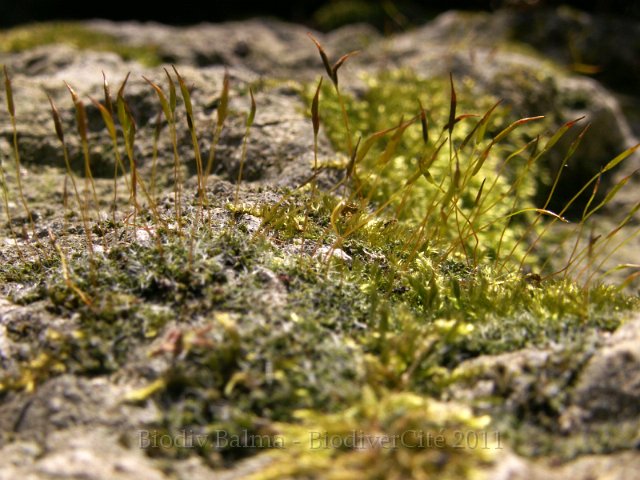 Mousses_BD856.JPG - Photo : Gilles Salama