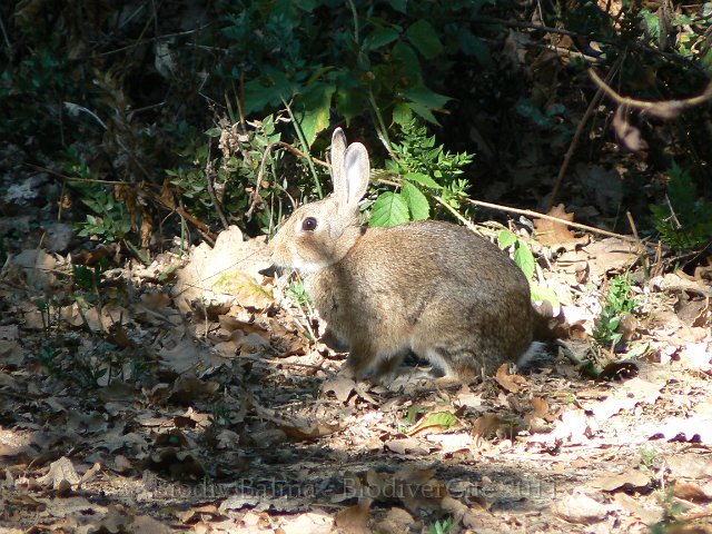 0644_RL_Lapin.jpg - Lapin de Garenne - Photo : Renaud Laurette