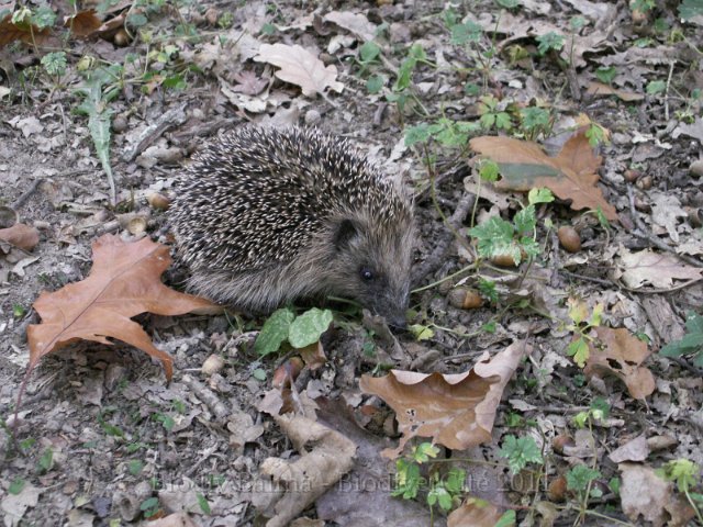 0645_GS_Herisson.jpg - Hérisson - Photo : Gilles Salama