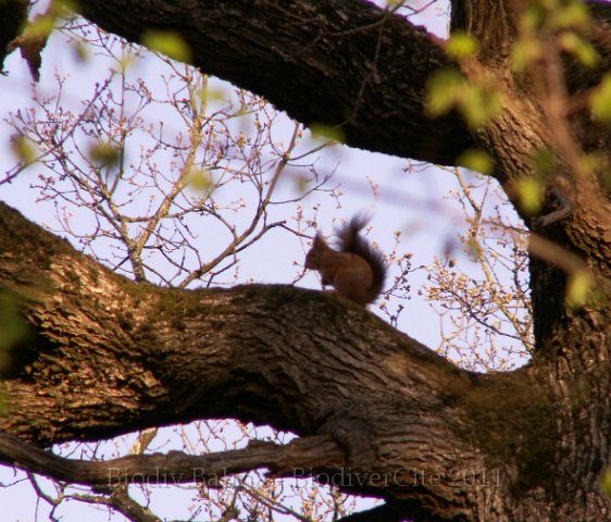 0648_GS_Ecureuil.jpg - Ecureuil - Photo : Gilles Salama