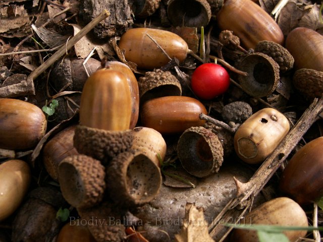 0701_GS_Glands_et_baies.jpg - Glands et baies - Photo : Gilles Salama